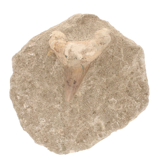 Buy your 60M YO Otodus Shark Tooth (Morocco) online now or in store at Forever Gems in Franschhoek, South Africa