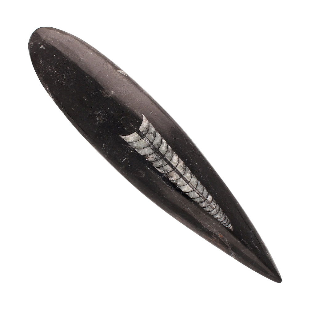 Buy your Ancient Wonder: Real Orthoceras Fossil Point online now or in store at Forever Gems in Franschhoek, South Africa