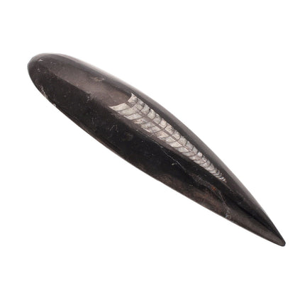 Buy your Ancient Wonder: Real Orthoceras Fossil Point online now or in store at Forever Gems in Franschhoek, South Africa