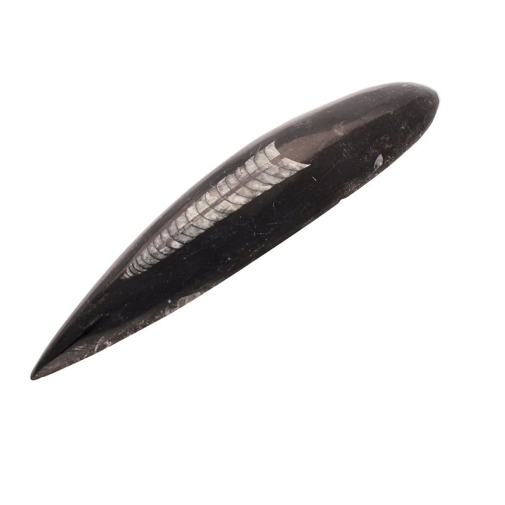 Buy your Ancient Wonder: Real Orthoceras Fossil Point online now or in store at Forever Gems in Franschhoek, South Africa