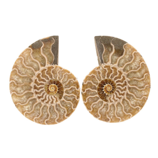 Buy your Cut and Polished Ammonite Fossil Pair online now or in store at Forever Gems in Franschhoek, South Africa