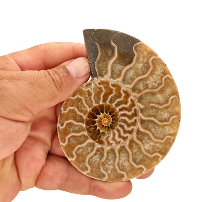 Buy your Cut and Polished Ammonite Fossil Pair online now or in store at Forever Gems in Franschhoek, South Africa