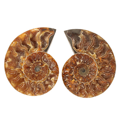 Buy your Cut and Polished Ammonite Fossil Pair online now or in store at Forever Gems in Franschhoek, South Africa