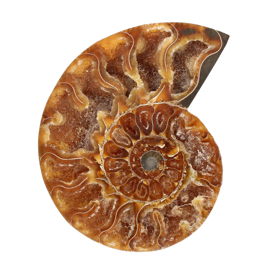 Buy your Cut and Polished Ammonite Fossil Pair online now or in store at Forever Gems in Franschhoek, South Africa