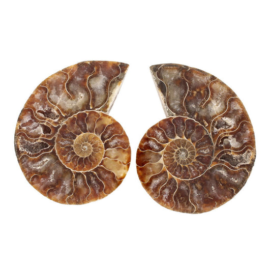 Buy your Cut and Polished Ammonite Fossil Pair online now or in store at Forever Gems in Franschhoek, South Africa