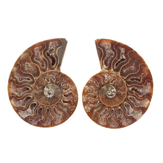 Buy your Cut and Polished Ammonite Fossil Pair online now or in store at Forever Gems in Franschhoek, South Africa