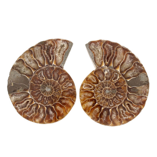 Buy your Cut and Polished Ammonite Fossil Pair online now or in store at Forever Gems in Franschhoek, South Africa