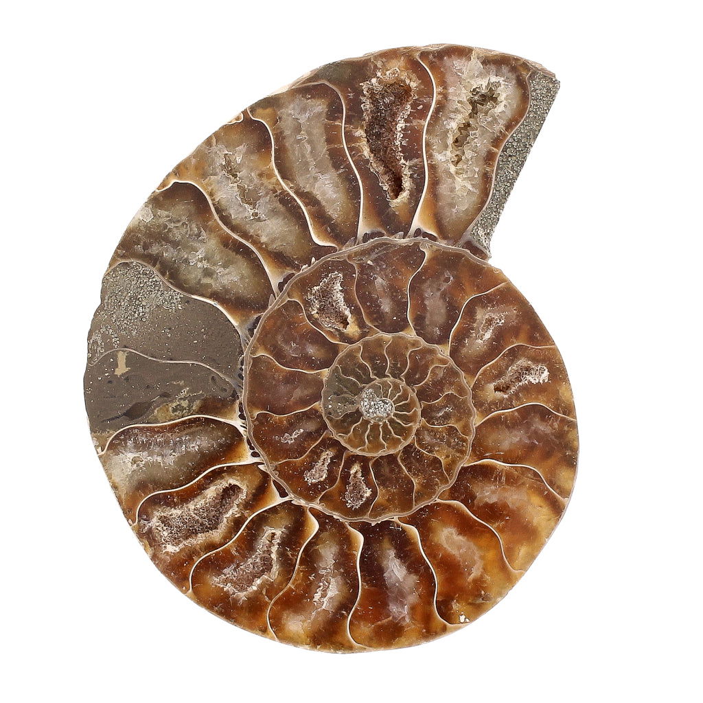 Buy your Cut and Polished Ammonite Fossil Pair online now or in store at Forever Gems in Franschhoek, South Africa