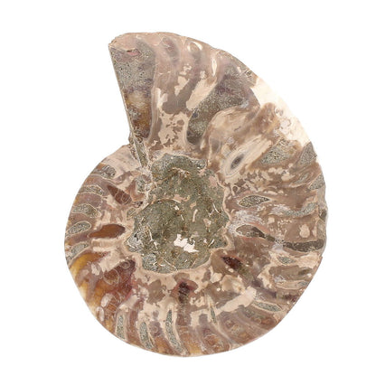 Buy your Cut and Polished Ammonite Fossil Pair online now or in store at Forever Gems in Franschhoek, South Africa