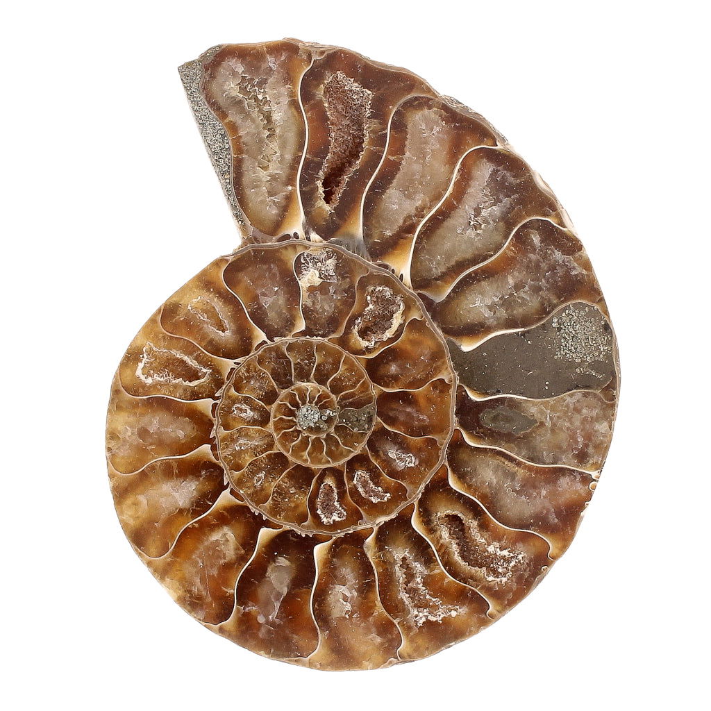 Buy your Cut and Polished Ammonite Fossil Pair online now or in store at Forever Gems in Franschhoek, South Africa