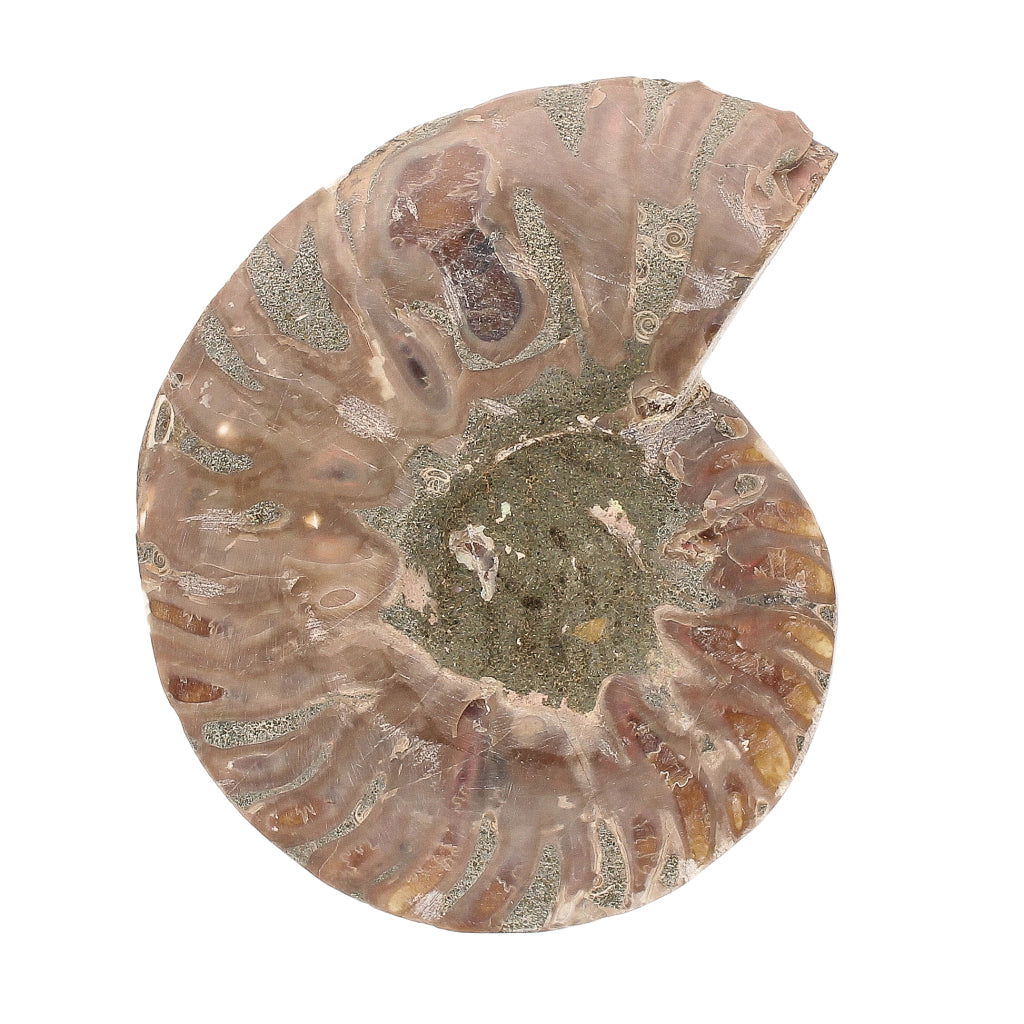 Buy your Cut and Polished Ammonite Fossil Pair online now or in store at Forever Gems in Franschhoek, South Africa