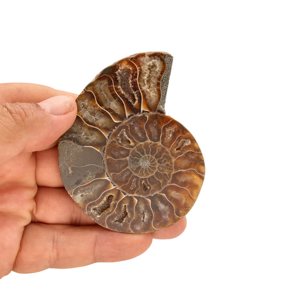 Buy your Cut and Polished Ammonite Fossil Pair online now or in store at Forever Gems in Franschhoek, South Africa