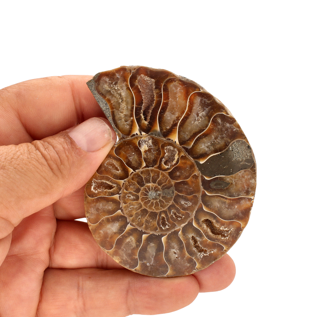 Buy your Cut and Polished Ammonite Fossil Pair online now or in store at Forever Gems in Franschhoek, South Africa