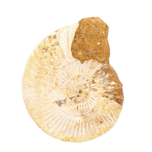 Buy your Dazzling White Spines Ammonite (Madagascar) - Start your fossil collection online now or in store at Forever Gems in Franschhoek, South Africa