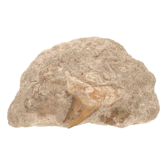 Buy your Giant 60 Million Year Old Shark Tooth in Matrix online now or in store at Forever Gems in Franschhoek, South Africa