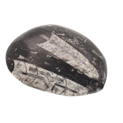 Buy your Glimpse into the Past: Real Orthoceras Fossil Point online now or in store at Forever Gems in Franschhoek, South Africa