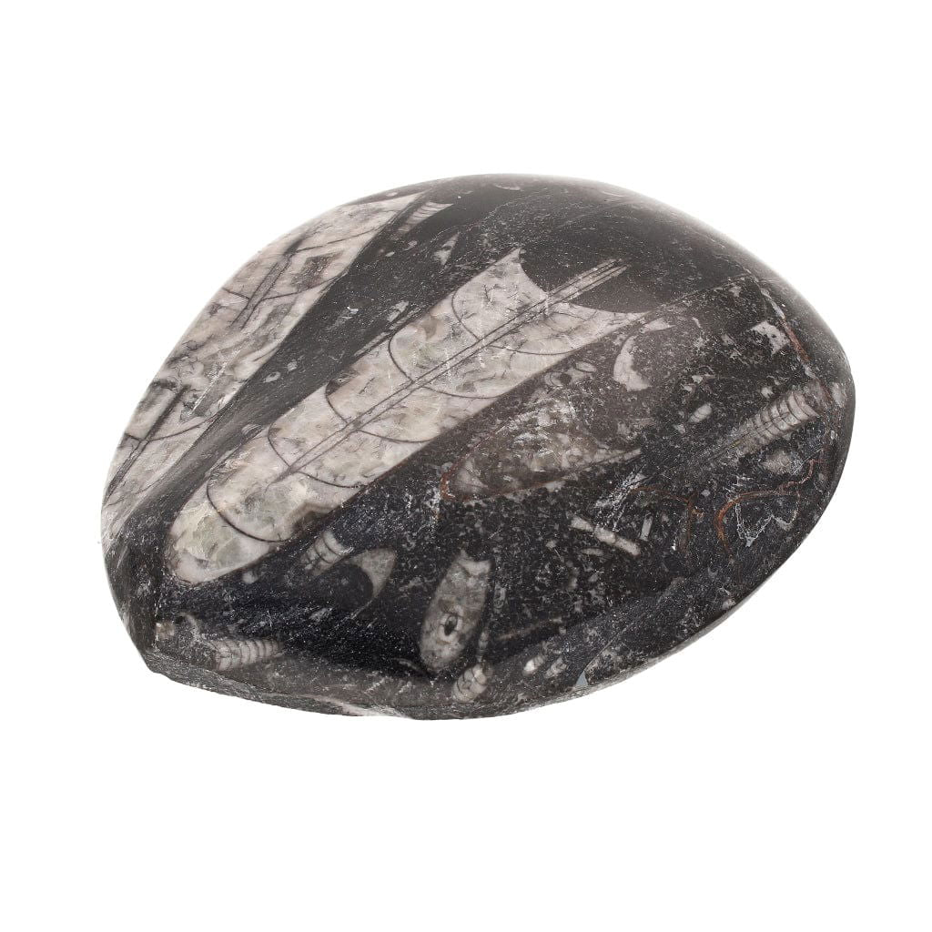 Buy your Glimpse into the Past: Real Orthoceras Fossil Point online now or in store at Forever Gems in Franschhoek, South Africa