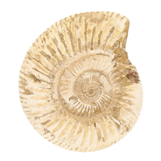 Buy your Madagascar's White Spine Ammonite fossil - A Gift from the past! online now or in store at Forever Gems in Franschhoek, South Africa