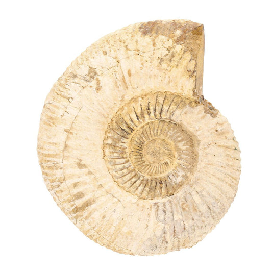 Buy your Madagascar's White Spines Ammonite - a prehistoric wonder online now or in store at Forever Gems in Franschhoek, South Africa