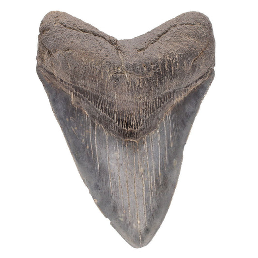Buy your Megalodon Shark: Own a Pristine Fossil Tooth (Unrestored, Authentic) online now or in store at Forever Gems in Franschhoek, South Africa