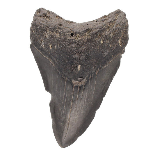 Buy your Megalodon Shark Tooth: Untamed Terror From the Deep (Authentic, Unrestored) online now or in store at Forever Gems in Franschhoek, South Africa
