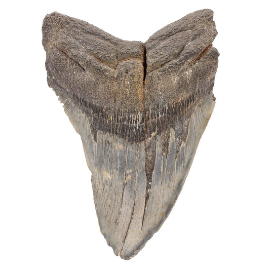 Buy your Megalodon Shark Tooth: Witness Prehistoric Power (Authentic, Unrestored Relic) online now or in store at Forever Gems in Franschhoek, South Africa