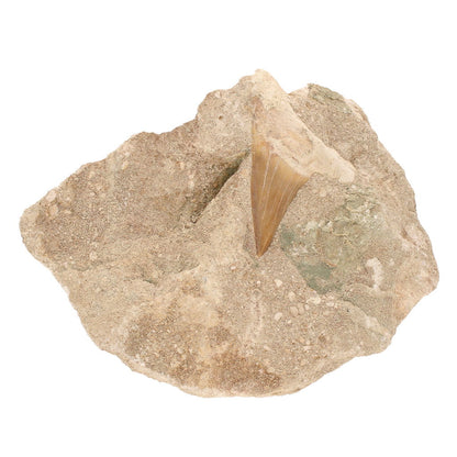Buy your Ocean's Ancient Terror: Fossilized Otodus Obliquus Tooth online now or in store at Forever Gems in Franschhoek, South Africa