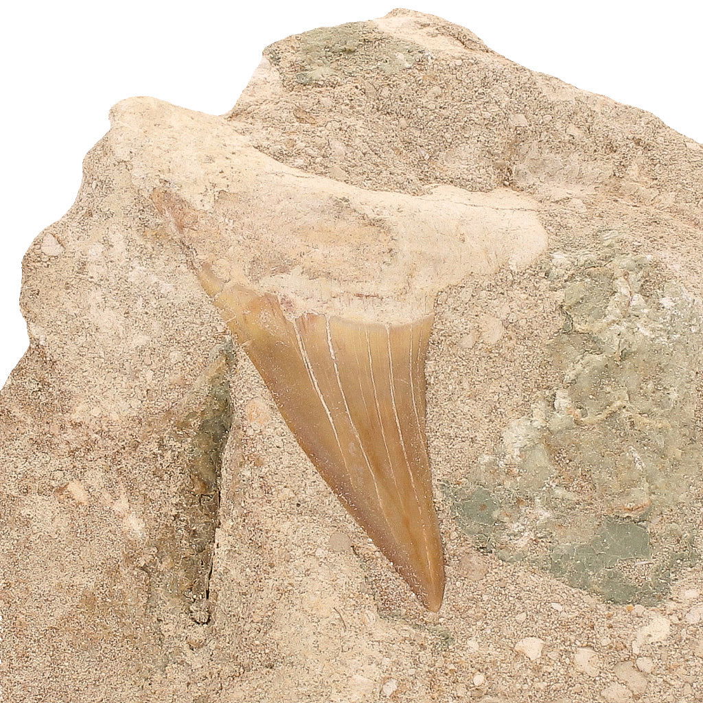 Buy your Ocean's Ancient Terror: Fossilized Otodus Obliquus Tooth online now or in store at Forever Gems in Franschhoek, South Africa