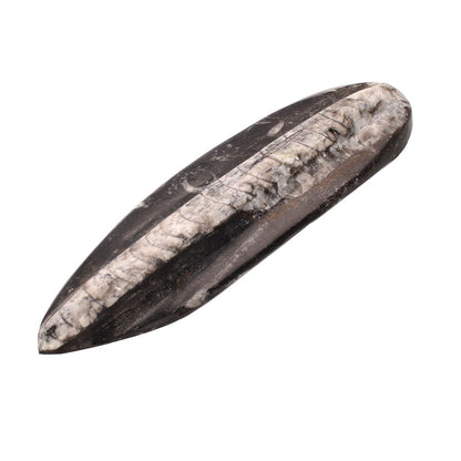 Buy your Ocean's Spire: Moroccan Orthoceras Fossil Point online now or in store at Forever Gems in Franschhoek, South Africa