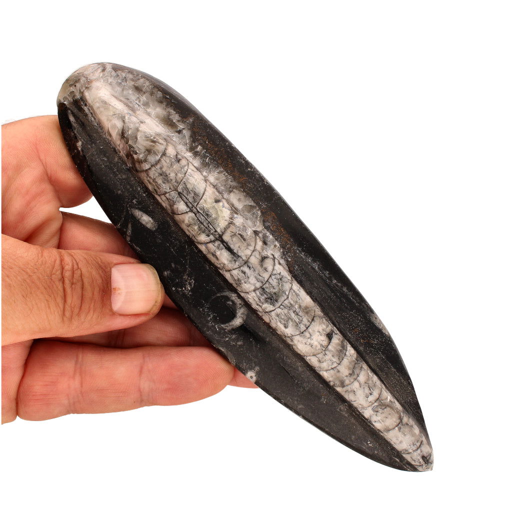 Buy your Ocean's Spire: Moroccan Orthoceras Fossil Point online now or in store at Forever Gems in Franschhoek, South Africa