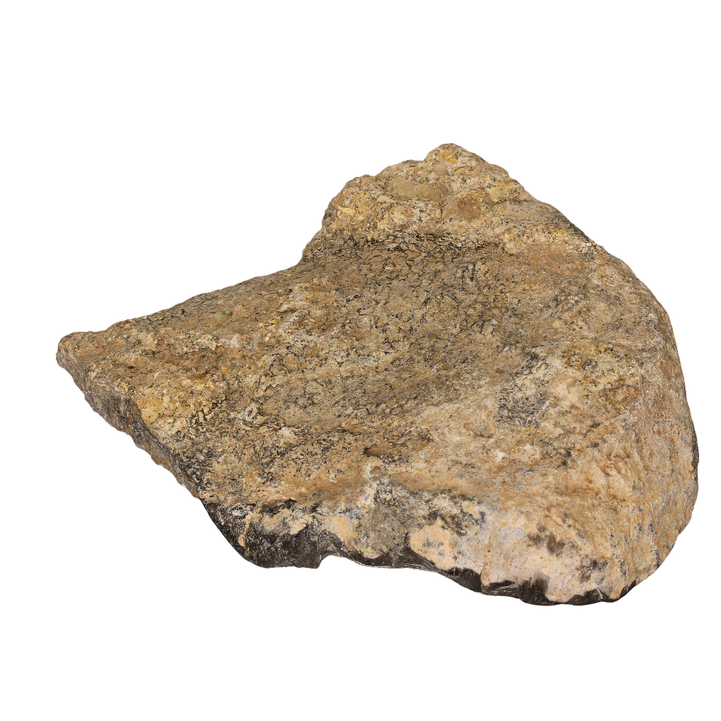 Buy your Polished Dinosaur Bone (Gembone) online now or in store at Forever Gems in Franschhoek, South Africa