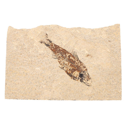 Buy your Real Knightia (Herring's Prehistoric Cousin) Fish Fossil online now or in store at Forever Gems in Franschhoek, South Africa