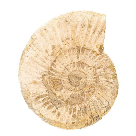 Buy your Stunning White Spine Ammonite from Madagascar - Ocean history! online now or in store at Forever Gems in Franschhoek, South Africa