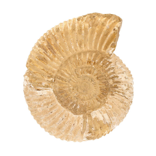 Buy your Stunning White Spines Ammonite from Madagascar - Oceans history online now or in store at Forever Gems in Franschhoek, South Africa