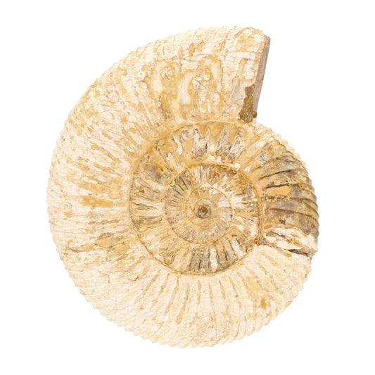 Buy your White Spine Ammonite (Madagascar) - Collector's dream online now or in store at Forever Gems in Franschhoek, South Africa