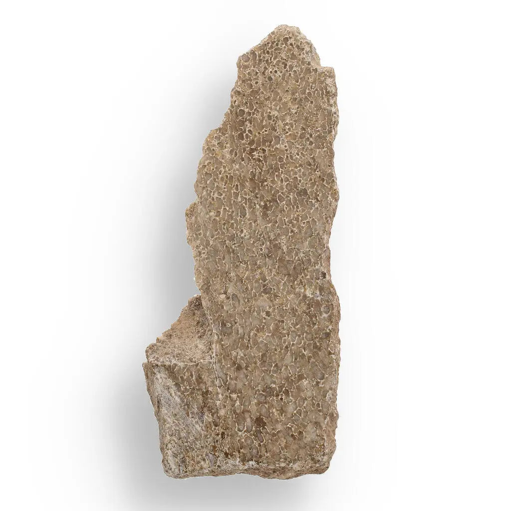 Ancient Agatized Bone with Silicified Patterns