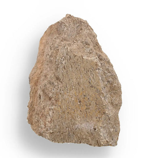 160 Million-Year-Old Sauropod Bone Fragment