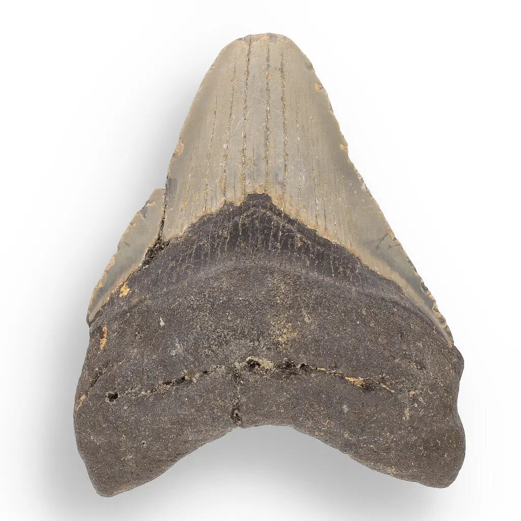 Buy your Megalodon Shark Tooth: Authentic Fossil from the Depths of Time online now or in store at Forever Gems in Franschhoek, South Africa