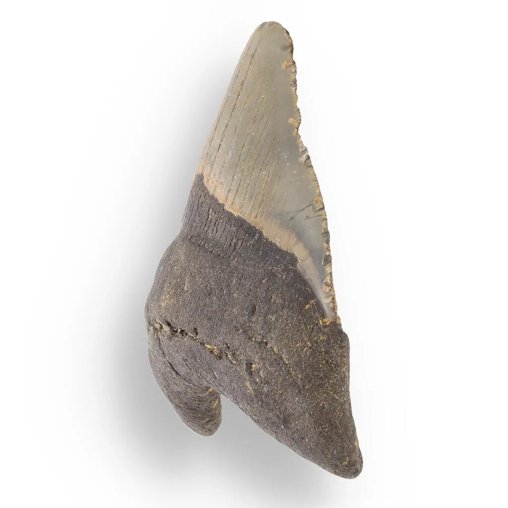 Buy your Megalodon Shark Tooth: Authentic Fossil from the Depths of Time online now or in store at Forever Gems in Franschhoek, South Africa