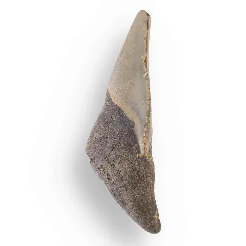 Buy your Megalodon Shark Tooth: Authentic Fossil from the Depths of Time online now or in store at Forever Gems in Franschhoek, South Africa