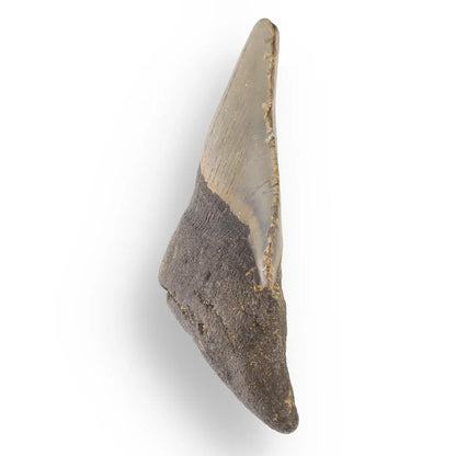 Buy your Megalodon Shark Tooth: Authentic Fossil from the Depths of Time online now or in store at Forever Gems in Franschhoek, South Africa