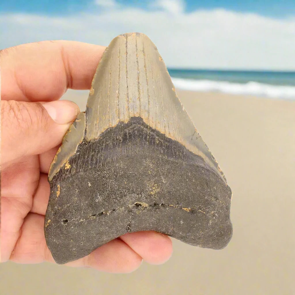 Buy your Megalodon Shark Tooth: Authentic Fossil from the Depths of Time online now or in store at Forever Gems in Franschhoek, South Africa