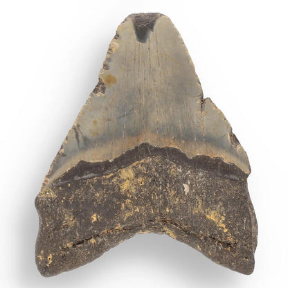 Buy your Megalodon Shark Tooth: Authentic Fossil from the Depths of Time online now or in store at Forever Gems in Franschhoek, South Africa