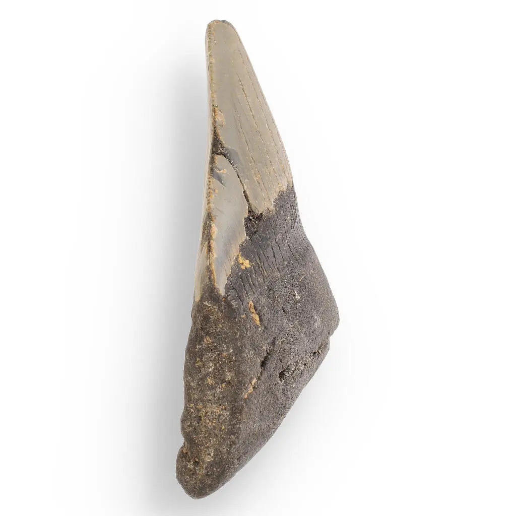 Buy your Megalodon Shark Tooth: Authentic Fossil from the Depths of Time online now or in store at Forever Gems in Franschhoek, South Africa