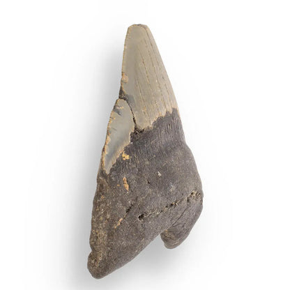 Buy your Megalodon Shark Tooth: Authentic Fossil from the Depths of Time online now or in store at Forever Gems in Franschhoek, South Africa