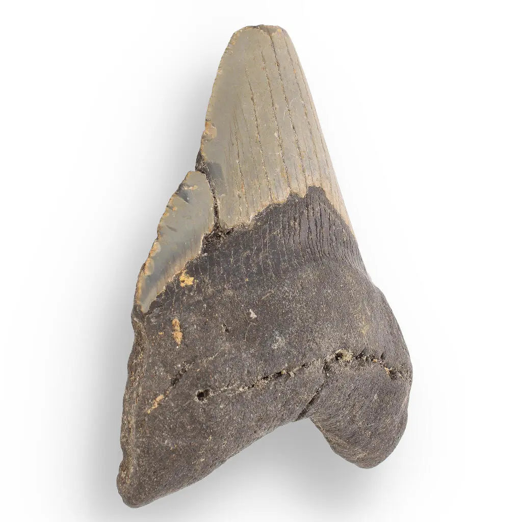 Buy your Megalodon Shark Tooth: Authentic Fossil from the Depths of Time online now or in store at Forever Gems in Franschhoek, South Africa