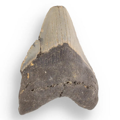 Buy your Megalodon Shark Tooth: Authentic Fossil from the Depths of Time online now or in store at Forever Gems in Franschhoek, South Africa