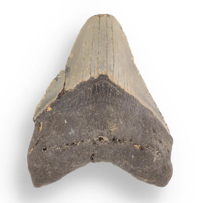 Buy your Megalodon Shark Tooth: Authentic Fossil from the Depths of Time online now or in store at Forever Gems in Franschhoek, South Africa