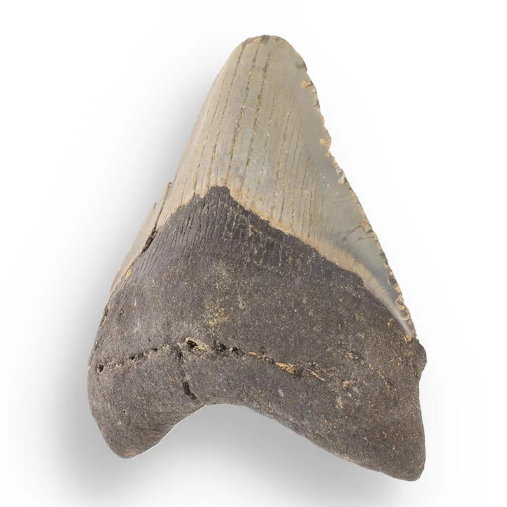 Buy your Megalodon Shark Tooth: Authentic Fossil from the Depths of Time online now or in store at Forever Gems in Franschhoek, South Africa