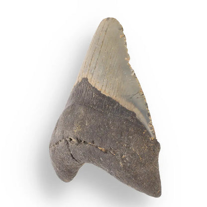 Buy your Megalodon Shark Tooth: Authentic Fossil from the Depths of Time online now or in store at Forever Gems in Franschhoek, South Africa